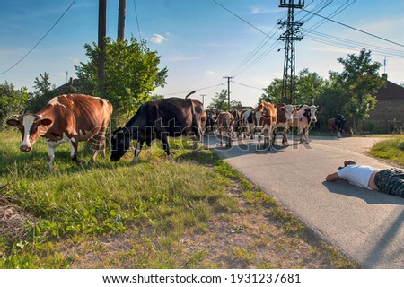 The photographer lies on the road and photographs the cows returning from the pasture in the early evening. He tries to get the best possible position for the photos.