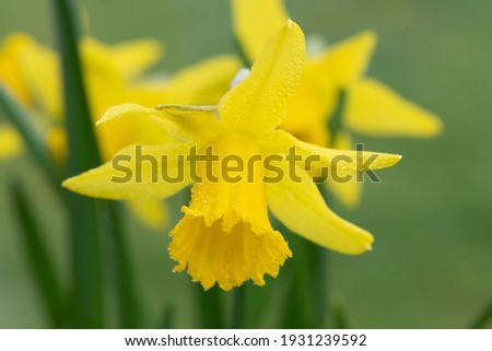 Close up of daffodils (narcissus) in bloom