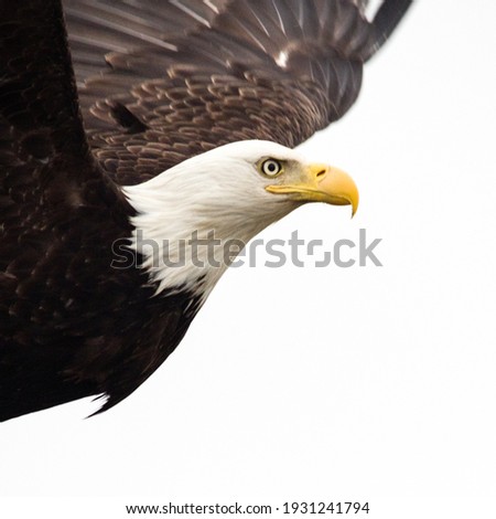 Take Off - American Bald Eagle (Haliaeetus leucocephalus) in flight.