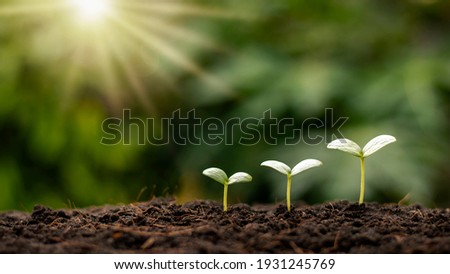 Small trees of different sizes growing on green background concept of caring for the environment and world environment day. Royalty-Free Stock Photo #1931245769