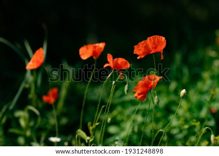 red poppies in the natural green field outdoors