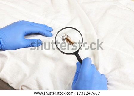 person detecting pest or insect on a furniture textile. parasite control and cleaning service concept. sanitation worker.