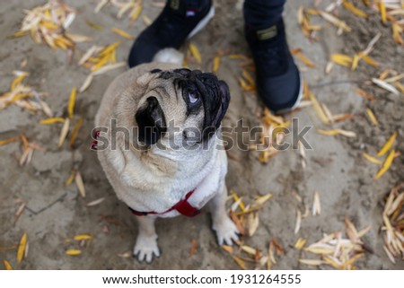 pug dog stands on the sand and looks to the side. top view