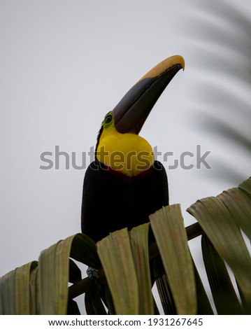 Close-up of a Chestnut-mandibled toucan species - Swainson's toucan resting on a tree in its habitat, Uvita, Costa Rica.