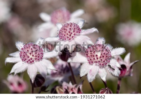 Black Ant on Pink Flannel Flowers in the Upper Blue Mountains to the west of Sydney N.S.W. Australia