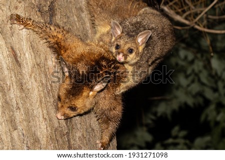 Common Brushtail Possum with baby