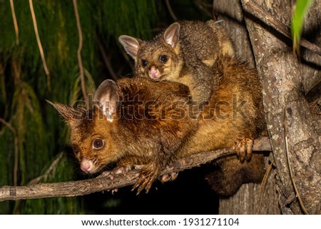 Common Brushtail Possum with baby  