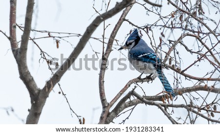 Blue Jay (Cyanocitta cristata) colorful bird perched on a tree branch Alberta wildlife background