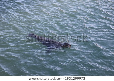 Sea Lion in the Bay