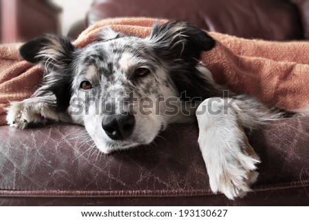 Border collie / australian shepherd dog on couch under blanket looking sad bored lonely sick Royalty-Free Stock Photo #193130627