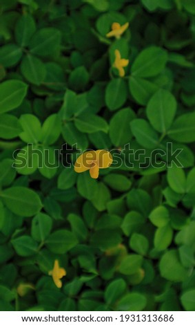 Close up of yellow flowers in garden with green foliage Royalty-Free Stock Photo #1931313686
