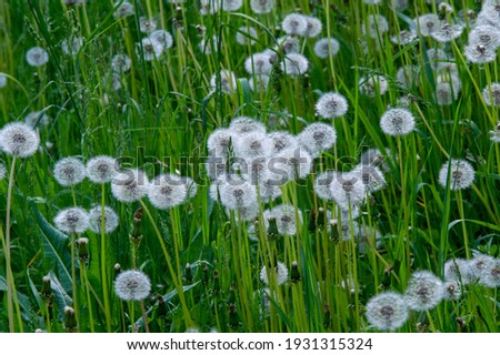 Taraxum dandelion, used as a medicinal plant. round balls of silvery crested fruit that run upwind. These balls are called "balls" or "clocks" in both British and American English. Royalty-Free Stock Photo #1931315324
