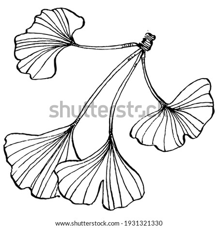 Ginkgo herbal plant by hand drawing sketch. Floral tattoo highly detailed in line art style. Black and white clip art isolated on white background. Antique vintage engraving illustration for logo