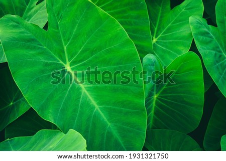 Leaf texture background.Natural background and wallpaper.Elephant ear leaves for background,Tropical green banana taro leaf.
