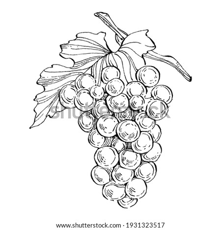 Hand drawn grapes sketch. Wine vine close up outline, leaves, berries.  Black and white clip art isolated on white background. Antique vintage engraving illustration for design wine.   Royalty-Free Stock Photo #1931323517