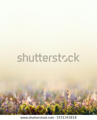 beauty spring concept, wild flowers and grass closeup, vertical photo with empty space for text Royalty-Free Stock Photo #1931343818