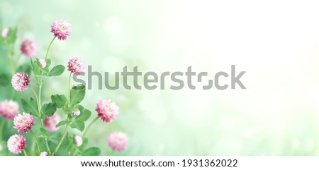 Wild red clover (Trifolium pratense) on sunny beautiful nature spring background. Summer scene with clover flower of pink color. Horizontal spring banner with flowers. Copy space for text  