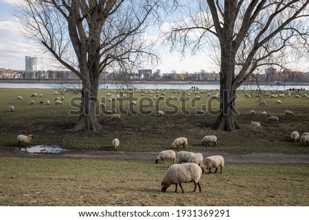 Group of Sheep grazing on natural meadow under shade of big trees on riverside of Rhine River and background of cityscape in Düsseldorf, Germany.