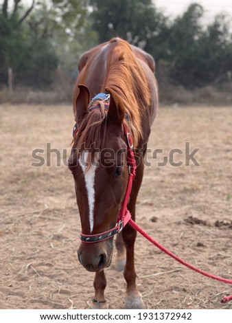 beautiful young male horse at field