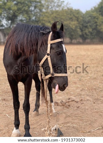 beautiful young male horse at field