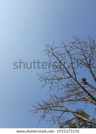 Dry trees and sky in transilvania. Scenic picture of dry trees and sky