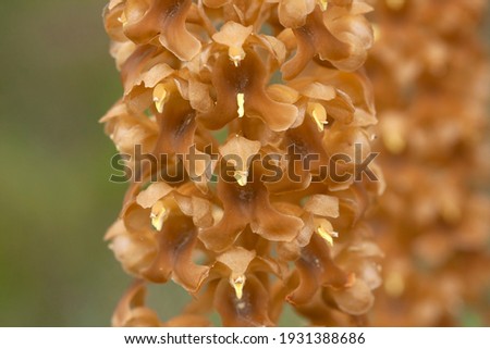 Brown blooms of bird's-nest orchid, Neottia nidus-avis Royalty-Free Stock Photo #1931388686