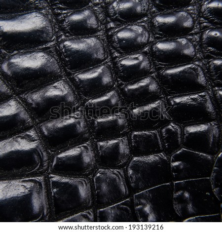 Freshwater crocodile belly skin texture background. This image of Freshwater Crocodile "Crocodylus siamensis".This skin is very classic and beauty.