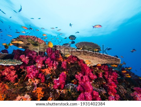 Bright coral reef scene of pink Thistle soft corals and Plate coral,  with some small fish swimming around