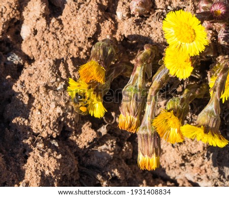 Single Bee pollinating Coltsfoot Flowers 