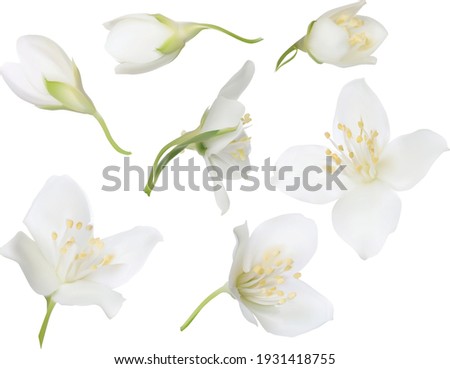 illustration with jasmin flowers isolated on white background Royalty-Free Stock Photo #1931418755
