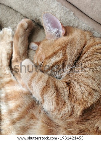 Ginger cat sleeping in cat bed. 