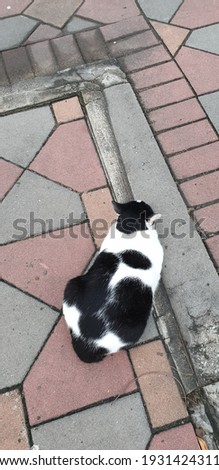 A picture of a white and black cat.