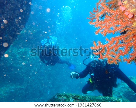 scuba diving under water, diver in blue water, beautiful marine