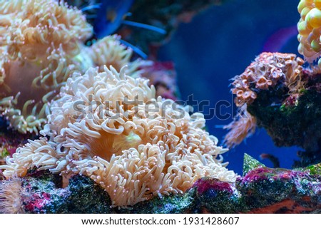 Clownfish and anemone on a tropical coral reef 