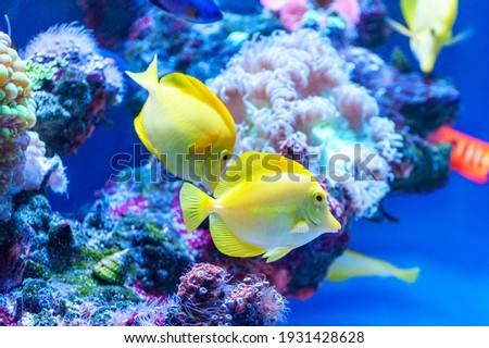 Yellow tang tropical fish ( Zebrasoma flavescens ) .