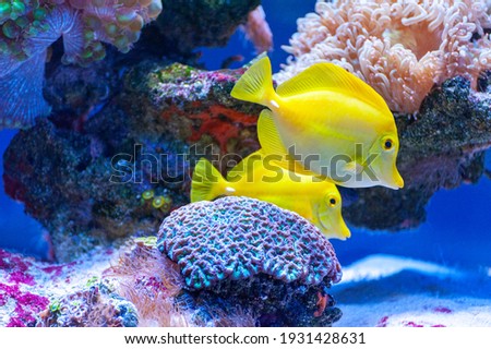 Yellow tang tropical fish ( Zebrasoma flavescens ) .