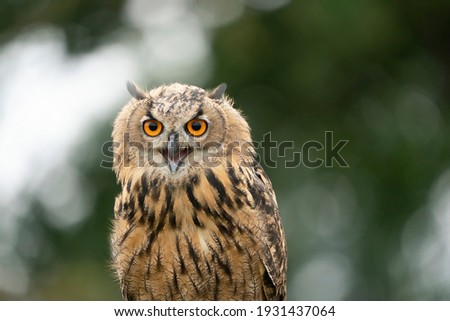 Eurasian Eagle Owl, Bubo bubo, a large species of Eagle Owl. Sit in a tree,open beak, red eyes staring. One of the largest species of owls.