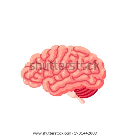 Human brain. Internal organ, anatomy. Vector cartoon flat icon illustration isolated on white background.