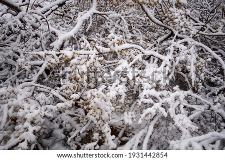After snowfall, trees, branches, texture in nature