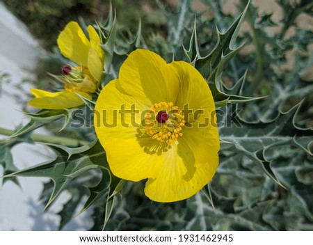 Argemone mexicana flower. Argemone mexicana , Mexican prickly poppy, flowering thistle,is a species of poppy found in Mexico.
