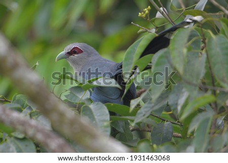 Green-billed Malkoha Phaenicophaeus tristis Find insects and fruits to eat on green trees. Royalty-Free Stock Photo #1931463068