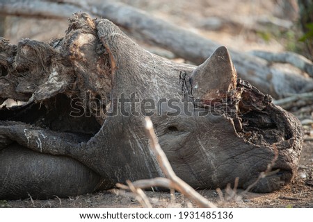 The Remains of a poached White Rhino seen on a safari in South Africa, with it’s front horn chopped off. Royalty-Free Stock Photo #1931485136