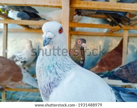 Portrait of a specific pigeon in a cage. Close image of beautiful pigeons of a different kind. Indian Fantail fancy breed Pigeon kept in a cage for sale in the shop.Portrait of a beautiful pigeon.