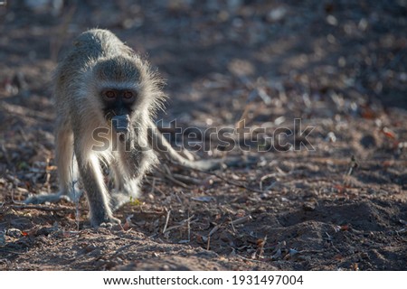 A Vervet Monkey seen on a safari in South Africa