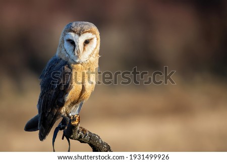 Barn Owl sitting on a dead tree with blurred background. Shallow depth of field. Falconry theme