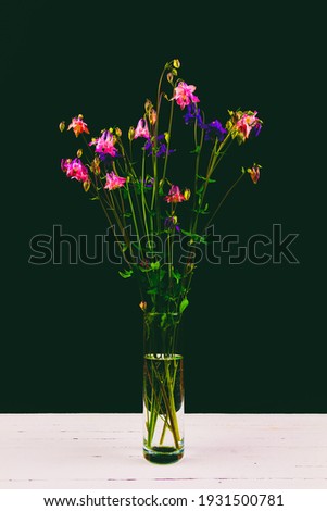 bouquet of aquilegia flowers with pink and blue petals in a glass vase on a white wooden table on a black background