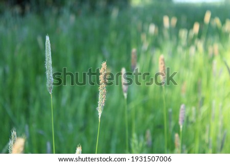 Macro picture of a seed head in a grassy field