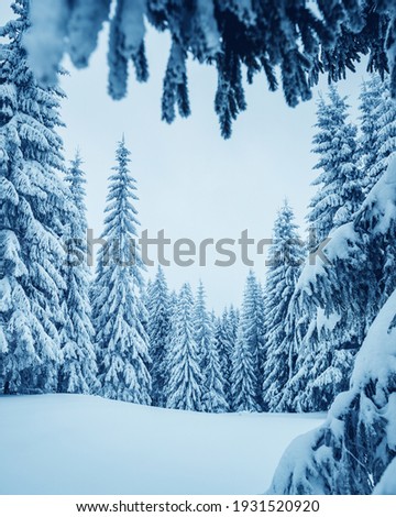Dramatic view of snow-capped spruces on a frosty day. Location place of Carpathian mountains, Ukraine, Europe. Photo wallpapers. Fabulous nature image. Happy New Year! Discover the beauty of earth.
