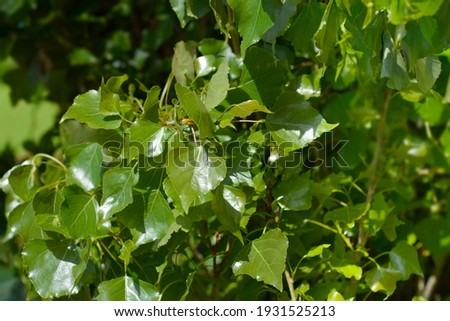 Lombardy poplar - Latin name - Populus nigraa var. italica Royalty-Free Stock Photo #1931525213