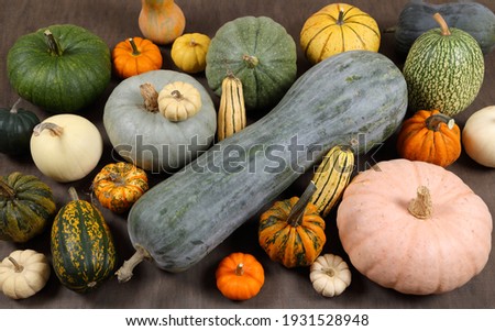 Autumn harvest colorful squashes and pumpkins in different varieties. Royalty-Free Stock Photo #1931528948
